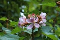 Bixa Orellana at garden