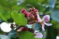 Bixa Orellana at garden