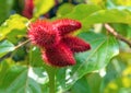 Bixa Orellana Fruit, Amazon Rainforest Royalty Free Stock Photo