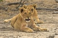 Biyamiti Lion Cubs Royalty Free Stock Photo