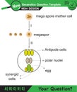 Biology - Lecture notes, plant physiology