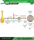 Biology - Lecture notes, plant physiology