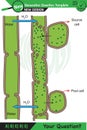 Biology - Lecture notes, plant physiology