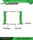 Biology - Lecture notes, plant physiology