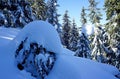 bizarre amazing heads and shells of Christmas trees glued by a natural process of snow