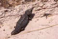 Bizarre Blue-tongued Skink, Trachydosaurus rugosus, resembling a tree cone, Australia