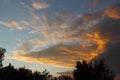 The bizarre cloud resembles a crocodile that looks out from behind the bushes towards the setting sun. Evening sky in the city