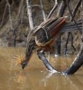 Bizarre colorful Hoatzin Opisthocomus hoazin with reflection drinking water, Bolivia