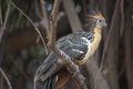 Bizarre colorful Hoatzin Opisthocomus hoazin sitting on branch with focus on eye, Bolivia