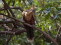 Bizarre colorful Hoatzin Opisthocomus hoazin sitting on branch looking at camera, Bolivia