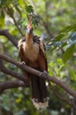 Bizarre colorful Hoatzin Opisthocomus hoazin sitting on branch looking directly at camera, Bolivia