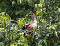 Bizarre colorful Hoatzin Opisthocomus hoazin sitting on branch surrounded by green jungle, Bolivia
