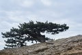 Bizarre crooked pine tree on the rocks at the edge of the abyss Royalty Free Stock Photo