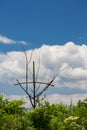Bizarre cross made by dead tree branches Royalty Free Stock Photo