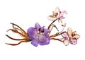 Bizarre curved extruded dried lily petals. Pressed pink orchid f