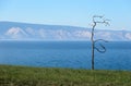 Bizarre Dancing tree and Blue Baikal Water