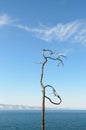 Bizarre Dancing tree and Blue Baikal Water