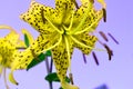 The bizarre effect of beautiful yellow flowers on a lilac background, cross-processed, flower tiger Lily. Funny photo Royalty Free Stock Photo