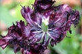 Slowly fading tulip with dark purple petals in bizarre shape Royalty Free Stock Photo