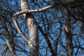 bizarre tree branch growth Royalty Free Stock Photo