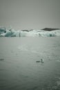 Bizarre ice floes of Iceberg lagoon jokulsarlon on the south of Iceland. Toned Royalty Free Stock Photo