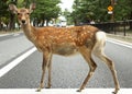 Bizarre image of a deer crossing an urban city street