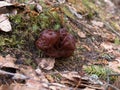 Bizarre mushroom against the background of moss