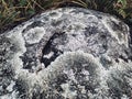 Bizarre patterns of forest moss