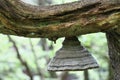 Bizarre polypore on the branch of an old beech tree Royalty Free Stock Photo