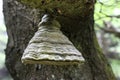 Bizarre polypore on the branch of an old beech tree Royalty Free Stock Photo