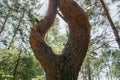 Bizarre shape of tree trunk. A tree trunk divided into two Royalty Free Stock Photo