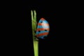 Bizarre Striped Ladybird (Ladybug) on Grass Royalty Free Stock Photo