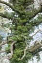 Bizarre tree covered with ivy. Ivy creeping up old tree trunk. Royalty Free Stock Photo