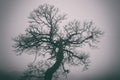 Bizarre tree in dense fog, misty background