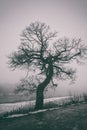 Bizarre tree in dense fog, misty background