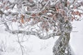 A bizarre tree with dry yellow leaves covered with needles of frost.