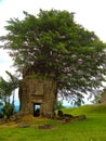 Bizarre tree growing out of stone tower ruin