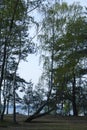 Bizarre tree grows in the forest, which is located by the lake