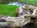 Bizarre tree is lying in the meadow next to a river