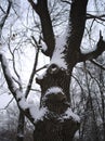 Bizarre tree at a sad winter day