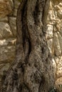 Bizarre tree trunk close up