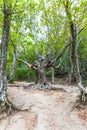 Bizarre tree in woods in Haphal Gorge in Crimea