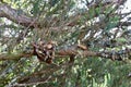 Bizarre twigs in the rays of the warm sun. Royalty Free Stock Photo