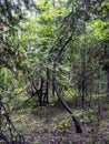 Bizarrely curved trunk of a young pine tree in a mixed forest