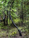 Bizarrely curved trunk of a young pine tree in a mixed forest