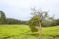 Bizarrely sharped tree in tee plantation Uganda  half dead and half flowering tree between hills of tee plantation. Royalty Free Stock Photo