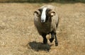 Bizet Domestic Sheep, a French Breed from Cantal, Ram