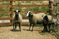 Bizet Domestic Sheep, French Breed from Cantal, Ram and Ewes