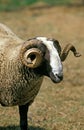 BIZET SHEEP, A BREED FROM CANTAL IN FRANCE, RAM