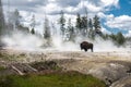 Bizon on geysers at scenic Yellowstone National Park at summer.